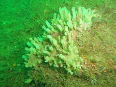 Hymeniacidon perlevis