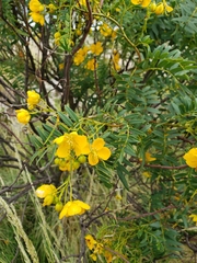 Senna birostris