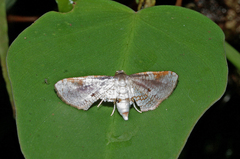 Thyrididae