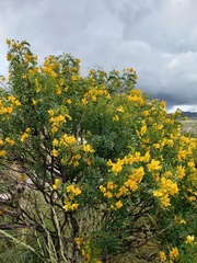 Senna birostris