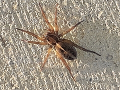 Artoriopsis