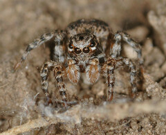 Aelurillus v-insignitus