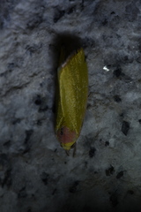 Earias