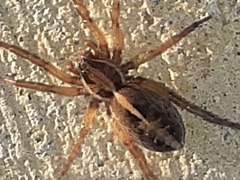 Artoriopsis