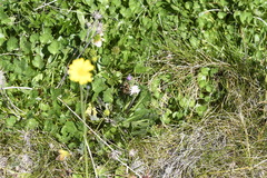 Pappochroma bellidioides