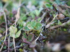 Trifolium scabrum