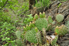 Opuntia phaeacantha