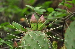 Opuntia phaeacantha