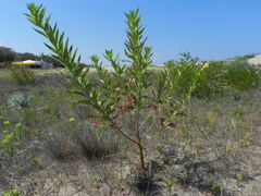 Oenothera stucchii
