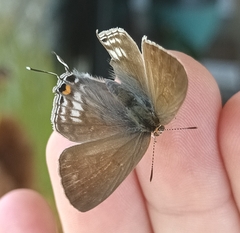 Hypolycaena philippus