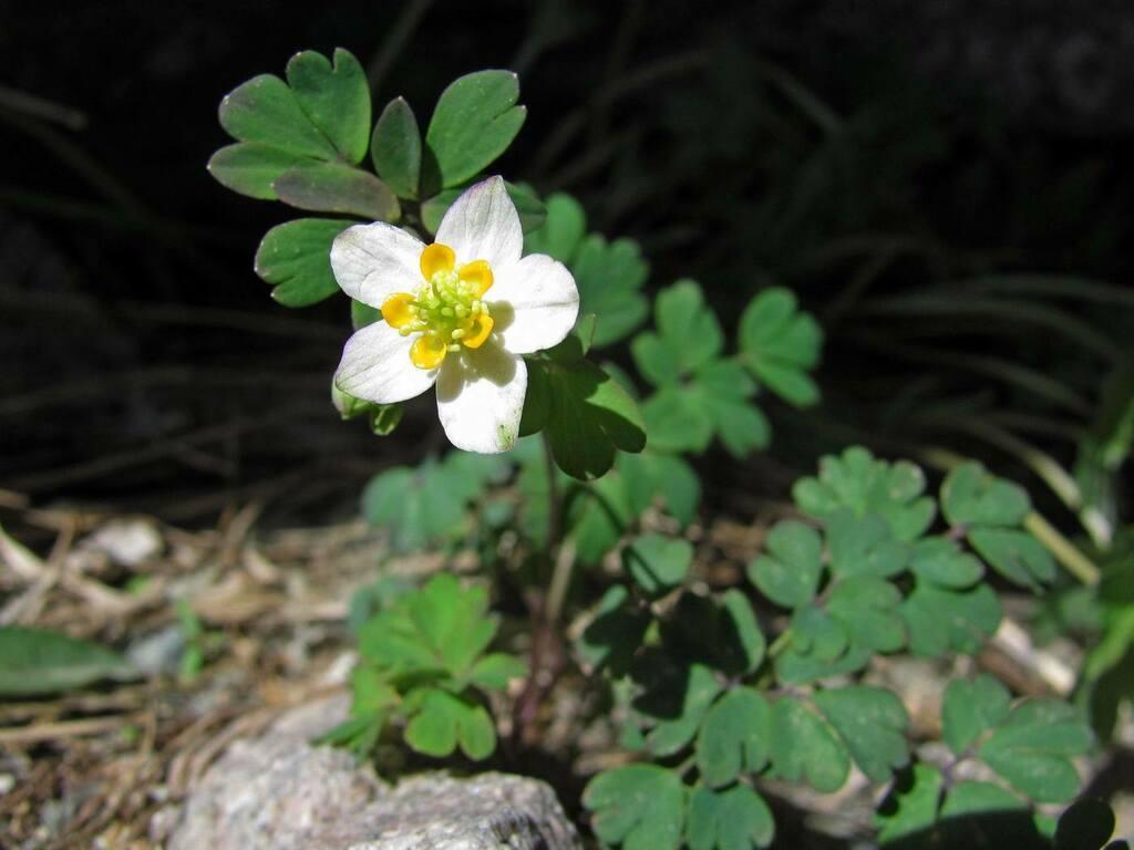 Isopyrum
