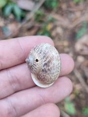 Cyclophorus punctatus