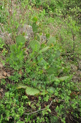 Opuntia phaeacantha
