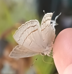 Hypolycaena philippus