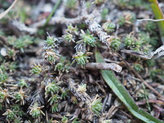 Camphorosma monspeliaca