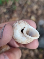 Cyclophorus punctatus