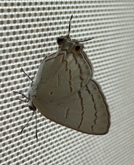 Hypolycaena philippus