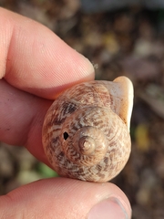 Cyclophorus punctatus