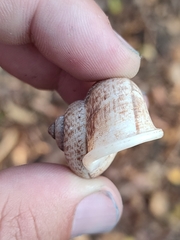 Cyclophorus punctatus