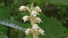 Peristylus plantagineus