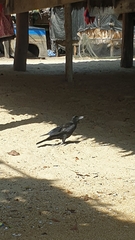 Corvus macrorhynchos