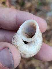 Cyclophorus punctatus