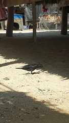 Corvus macrorhynchos