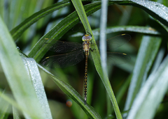 Austrogynacantha heterogena