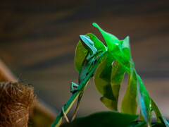 Chamaeleo calyptratus