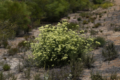 Glischrocaryon aureum