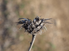 Centaurea collina