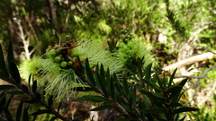 Melaleuca virens
