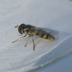 Simosyrphus grandicornis