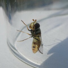 Simosyrphus grandicornis