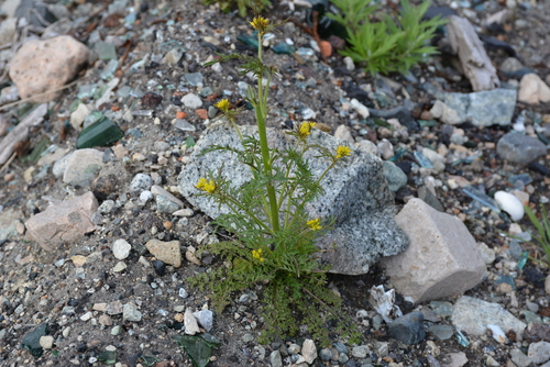 Image of Descurainia sophioides by no rights reserved