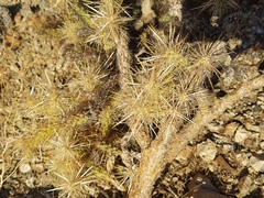 Cylindropuntia echinocarpa