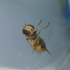 Simosyrphus grandicornis