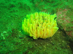 Polymastia boletiformis