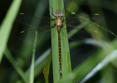 Austrogynacantha heterogena