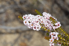 Scholtzia uberiflora