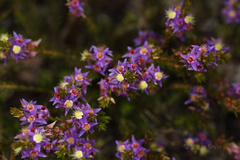 Calytrix