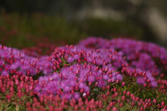 Verticordia monadelpha