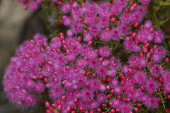 Verticordia monadelpha