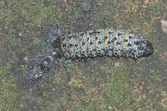 Gonimbrasia belina
