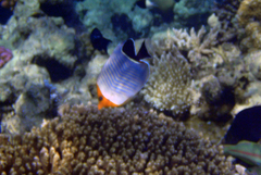 Chaetodon larvatus