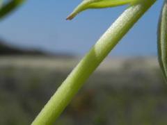 Oenothera stucchii