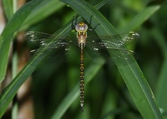 Austrogynacantha heterogena