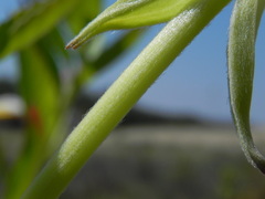 Oenothera stucchii