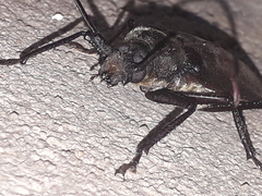 Macrotoma