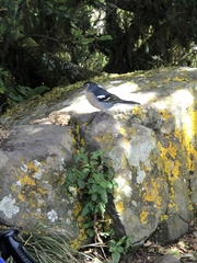Fringilla coelebs canariensis
